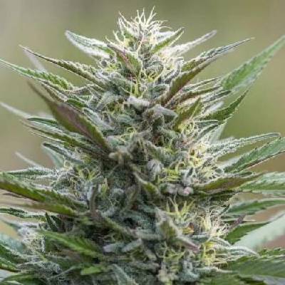 PowerStrains Sleep Well semena neobsahují THC 5 ks