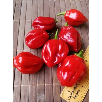 Habanero Red 18-CC13-5-9 (chilli semena) 1 ks