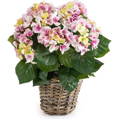 Hortenzia ružová v kvetináči, 45cm