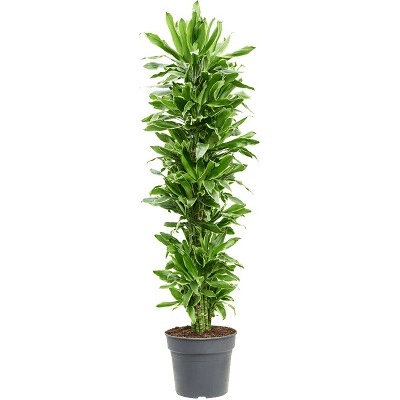 Dracaena fragrans Golden Coast Branched 34x170 cm
