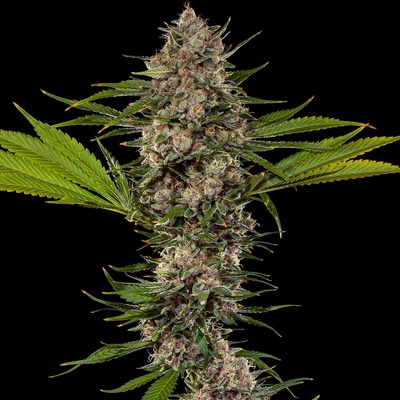 Barney´s Farm MAC 1 F1 Hybrid semena neobsahují THC 3 ks