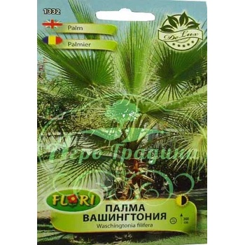Image 1 of Флориан Палма Вашингтония Washingtonia filifera