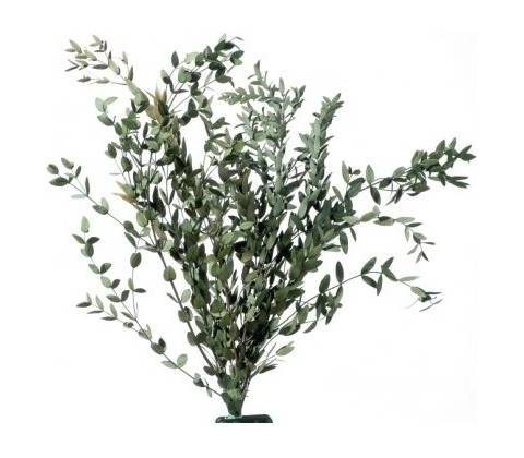 Parvafolia