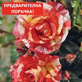 Delbard® Роза Paul Gauguin® - (Delbard)