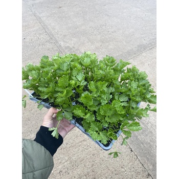 Celer Sazeni (vegetační dobu, celeru bulvového, Apium graveolens, důkladně zalijte, Sazenic Celeru) Celer Sazeni