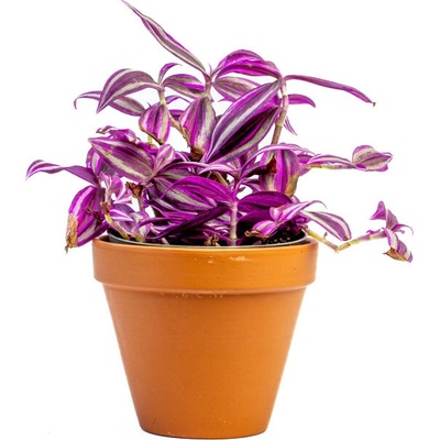 Gardners Tradescantia Pink Paradise, průměr 12 cm Podeňka, voděnka – Zboží Dáma