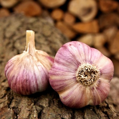 Sadbový česnek Havran Allium sativum paličák 1 balení