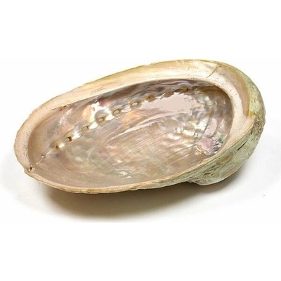 Nefertitis Abalon mušle leštěná vykuřovací miska M 13 až 16 cm NF19946 - cca 13 až 16 cm – Zboží Mobilmania
