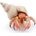 Papo Фигурка Papo Marine Life - Рак отшелник (56054)
