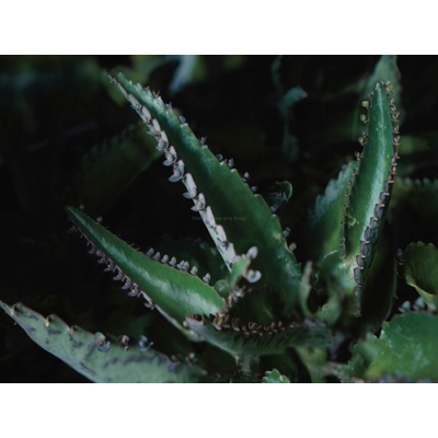 Dr. Hauschka Foundation Make-up 001 Cashew 30 ml