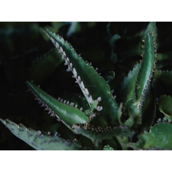 Dr. Hauschka Foundation Make-up 001 Cashew 30 ml