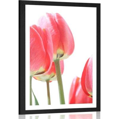 Plakát s paspartou červené polní tulipány - 30x45 white