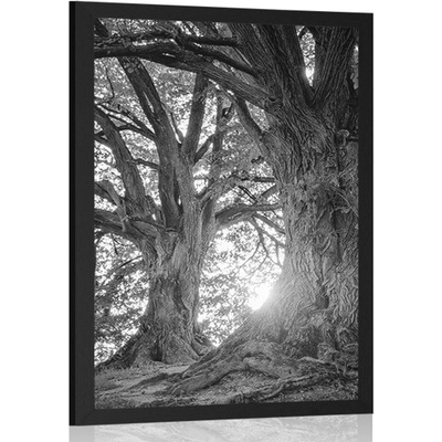 Plakát majestátní stromy v černobílém provedení - 60x90 no frame