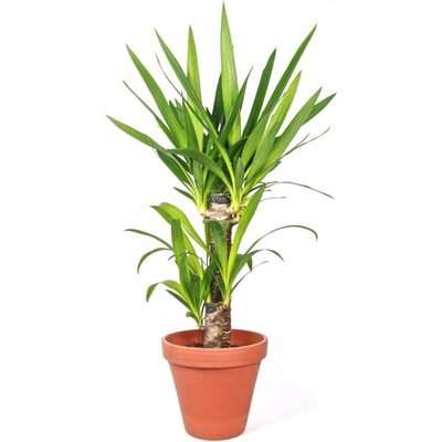 Gardners Yucca, průměr 17 cm Juka