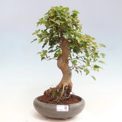 e-bonsai Venkovní bonsai - Acer Buergerianum - Javor Burgerův