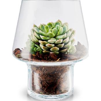 Eva Solo Саксия за сукуленти Eva Solo стъклена 15 см (568187)
