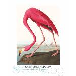  Принт Pink Flamingo, Джон Джеймс Одюбон - репродукция (Print1050)