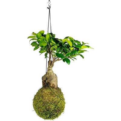 Gardners Kokedama Ficus Microcarpa Ginseng (XL) Fíkovník drobnoplodý 1 ks