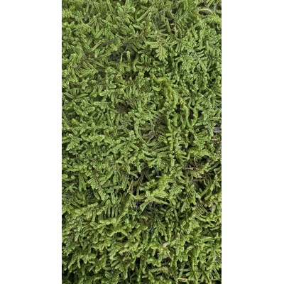Stabilizovaný mech - Hypnum plumaeforme Wilson, karton - zelená 1,92 m2