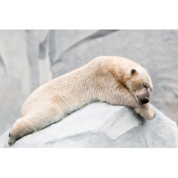 DIMEX ART s. r. o Флизелинов фототапет спяща полярна мечка 375 x 250 см