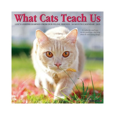 What Cats Teach Us 12 X 12 Wall 2026