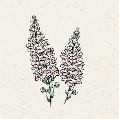 Jora Dahl Papuľka väčšia "Costa Silver" Antirrhinum Majus 1 bal.