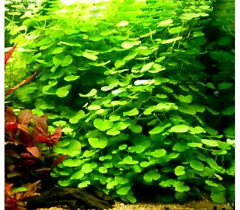 Hydrocotyle leucocephala