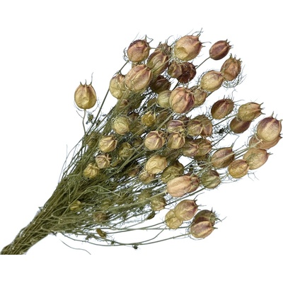 Sušené kvety Černuška - Nigella damascena 100g - prírodná