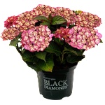 Black Diamond® Midnight Beauty® Purple -Black Diamonds® - градинска хортензия