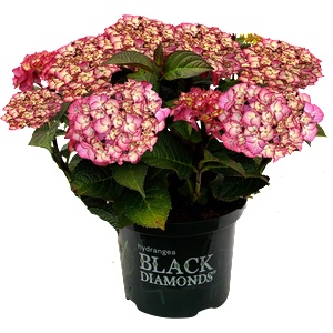 Black Diamond® Midnight Beauty® Purple -Black Diamonds® - градинска хортензия