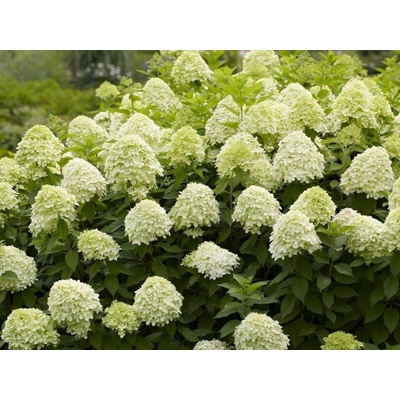 Hortenzia metlinatá Limelight, výška 20-30 cm , kvetináč 2 l
