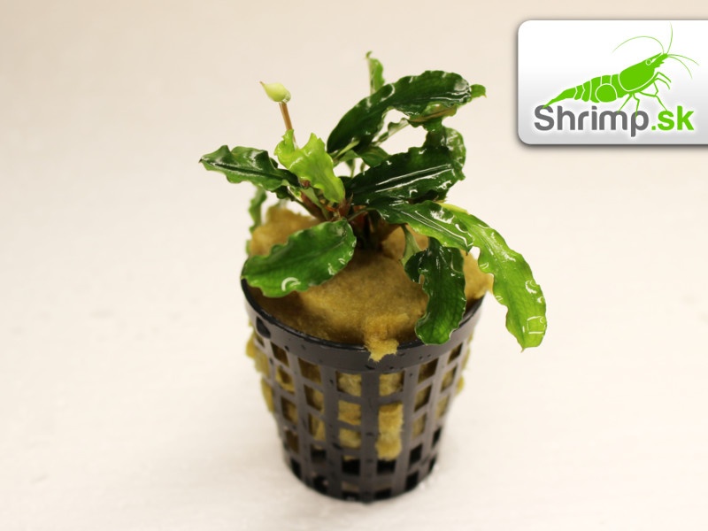 Bucephalandra Green wavy