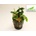 Bucephalandra Green wavy