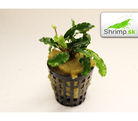 Bucephalandra Green wavy