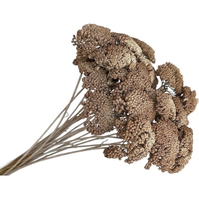 Stabilizované sušené kvety Rebríček - Achillea 200g - vintage hnedá