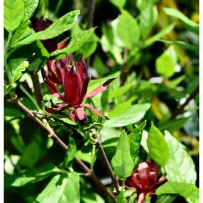 Kalikant floridský (Calycanthus floridus) - výška 20-40 cm, kont. C3L
