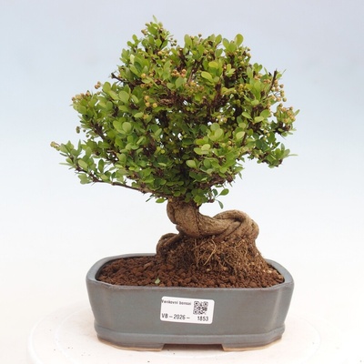 e-bonsai Venkovní bonsai - Berberis coreana - Dřištál korejský