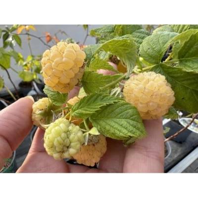 Malina žltá (Rubus idaeus) 'GOLDEN BLISS'® - výška 40-60 cm, kont. P11
