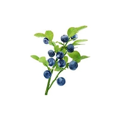 Sedmokráska ovocný sirup Čučoriedka 1 l