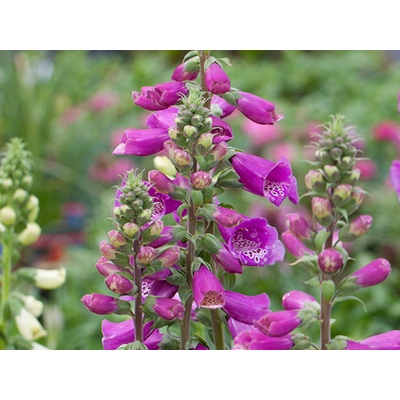 Náprstník červený - Digitalis purpurea, kont. 1 l