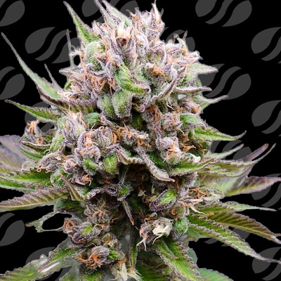 Original Sensible Seeds Cotton Berry Rush Auto semena neobsahjí THC 1 ks