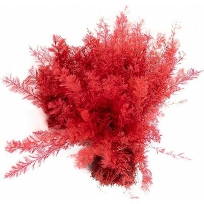 Stabilizovaná papraď Air červená ( Sertularia )