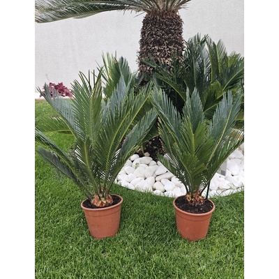 Cycas revoluta v celkovej výške 60 cm