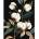 Ideyka Painting by numbers - Snieznobiala cotton 40x50