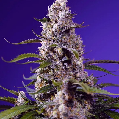 Sweet Seeds Banana Cream Cake XL Auto semena neobsahují THC 3 ks