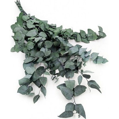 mech-mech.cz Stabilizovaný eukalyptus Blahovičník - zelený – Sleviste.cz