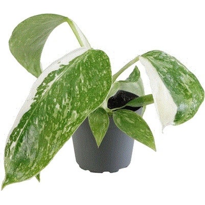 Gardners Philodendron Jose Buono, průměr 6 cm Filodendron