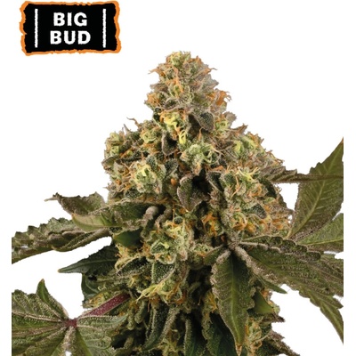 Seedstockers Big Bud Auto semena neobsahují THC 25 ks