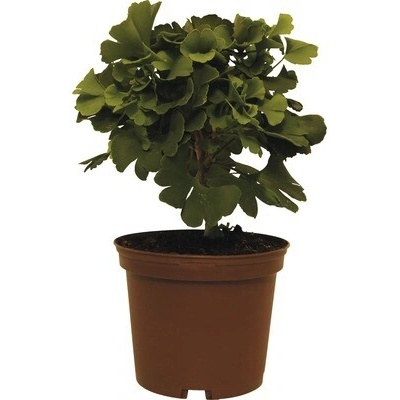 Jinan dvoulaločný FloraSelf Ginkgo biloba 'Mariken' výška 20-25 cm květináč 3,5 l