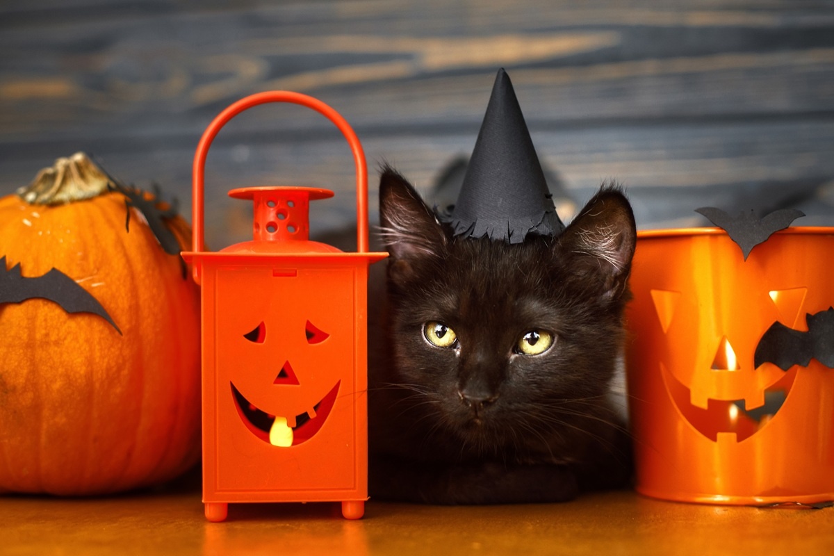 Fekete macska a halloweeni díszek között
